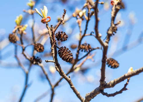 Leaves bloom on the alder tree in spring