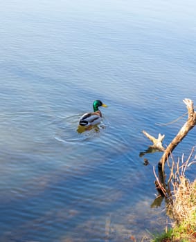Closeup shot of a duck in the pond