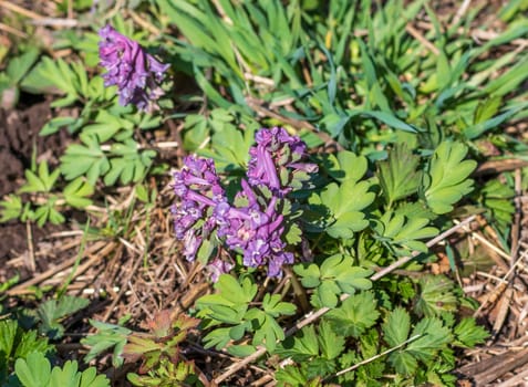 Close up shot of the corydalis solida or bird in the bush
