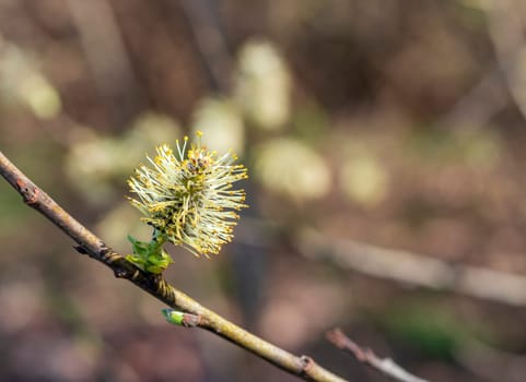 Salix caprea tree buds and leaves bloom