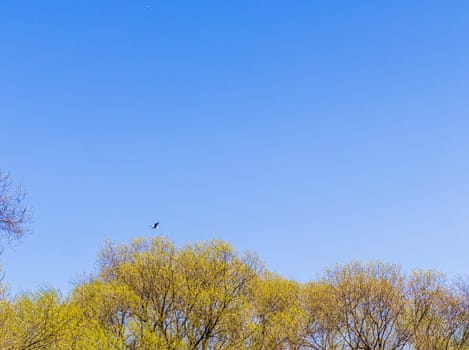 Shot of the heron flying in the sky