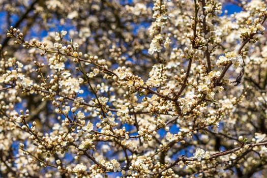 Cherry tree blooming with the flowers