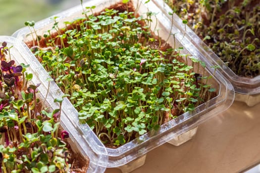 Freshly sprouted shoots of micro greens in the plastic containers on the jute mat. Placed on the wooden shelf in the balcony