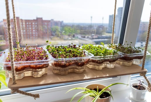 Freshly sprouted shoots of micro greens in the plastic containers on the jute mat. Placed on the wooden shelf in the balcony