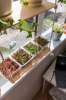 Freshly sprouted shoots of micro greens in the plastic containers on the jute mat. Placed on the wooden shelf in the balcony of the modern apartment