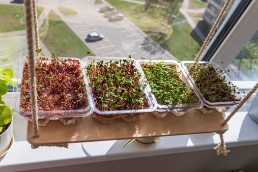 Freshly sprouted shoots of micro greens in the plastic containers on the jute mat. Placed on the wooden shelf in the balcony
