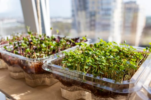 Freshly sprouted shoots of micro greens in the plastic containers on the jute mat. Placed on the wooden shelf in the balcony of the modern apartment