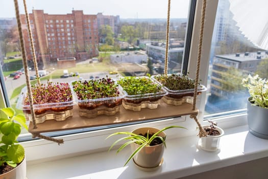 Freshly sprouted shoots of micro greens in the plastic containers on the jute mat. Placed on the wooden shelf in the balcony of the modern apartment