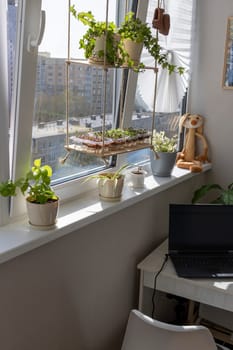 Freshly sprouted shoots of micro greens in the plastic containers on the jute mat. Placed on the wooden shelf in the balcony of the modern apartment