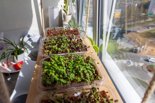 Freshly sprouted shoots of micro greens in the plastic containers on the jute mat. Placed on the wooden shelf in the balcony of the modern apartment