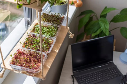 Freshly sprouted shoots of micro greens in the plastic containers on the jute mat. Placed on the wooden shelf in the balcony of the modern apartment