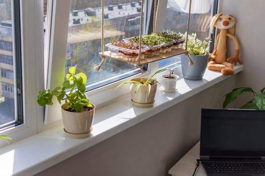 Freshly sprouted shoots of micro greens in the plastic containers on the jute mat. Placed on the wooden shelf in the balcony of the modern apartment