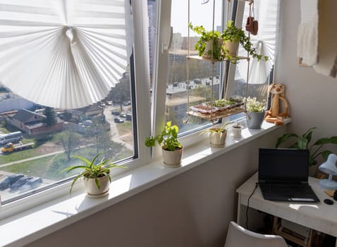 Freshly sprouted shoots of micro greens in the plastic containers on the jute mat. Placed on the wooden shelf in the balcony of the modern apartment