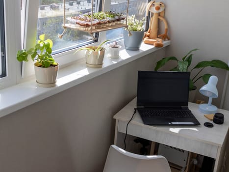 Freshly sprouted shoots of micro greens in the plastic containers on the jute mat. Placed on the wooden shelf in the balcony of the modern apartment