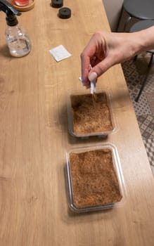 Person waters, sprays the seeds of micro greens in jute mat in the plastic container