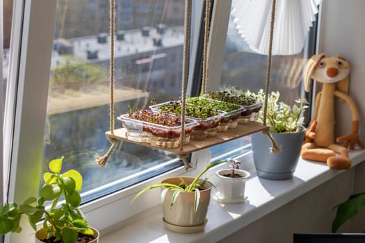 Freshly sprouted shoots of micro greens in the plastic containers on the jute mat. Placed on the wooden shelf in the balcony of the modern apartment