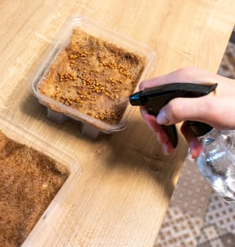 Person waters, sprays the seeds of micro greens in jute mat in the plastic container
