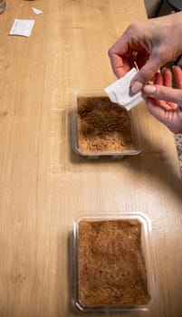 Person waters, sprays the seeds of micro greens in jute mat in the plastic container
