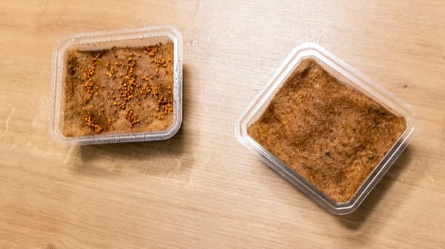 Plastic containers used for growing micro greens with jute mat with watered seeds