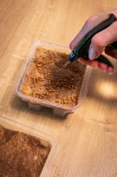 Person waters, sprays the seeds of micro greens in jute mat in the plastic container