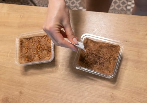 Person waters, sprays the seeds of micro greens in jute mat in the plastic container