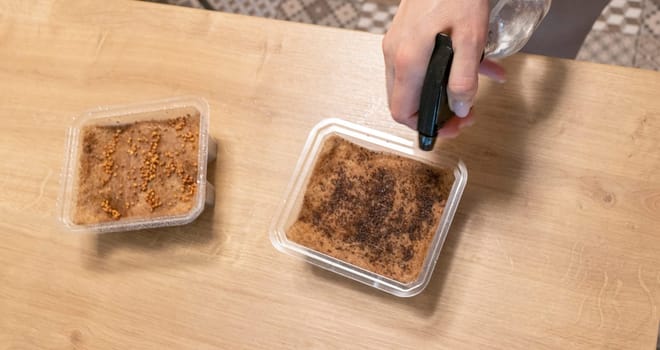Person waters, sprays the seeds of micro greens in jute mat in the plastic container