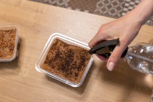 Person waters, sprays the seeds of micro greens in jute mat in the plastic container
