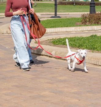 Young woman walks her dog out in the park