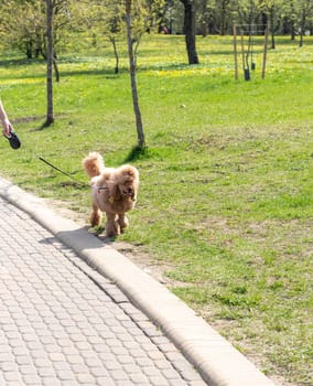 Person walks out the funny braided poodle dog