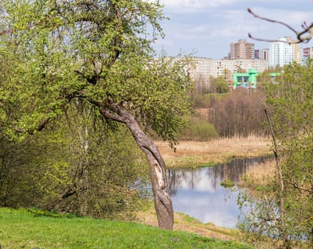 Landscape shot of the river with city buildings on the background.