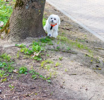 Shot of the cute, small puppy by the tree