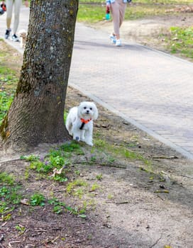 Shot of the cute, small puppy by the tree