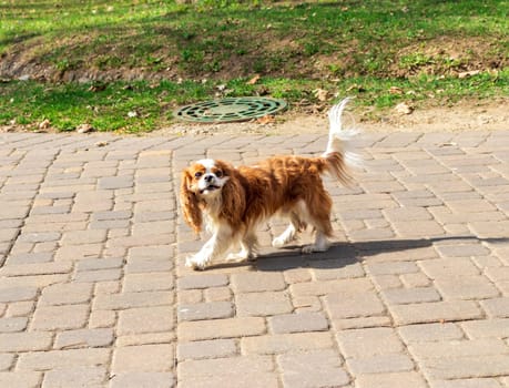 Shot of the cute, small puppy