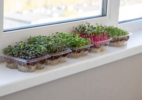 Freshly sprouted shoots of micro greens in the plastic containers on the jute mat. Placed on the windowsill in the balcony of the modern apartment