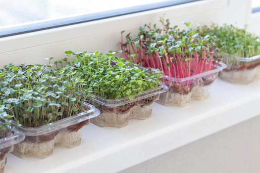 Freshly sprouted shoots of micro greens in the plastic containers on the jute mat. Placed on the windowsill in the balcony of the modern apartment