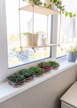 Freshly sprouted shoots of micro greens in the plastic containers on the jute mat. Placed on the windowsill in the balcony of the modern apartment