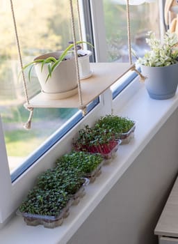 Freshly sprouted shoots of micro greens in the plastic containers on the jute mat. Placed on the windowsill in the balcony of the modern apartment