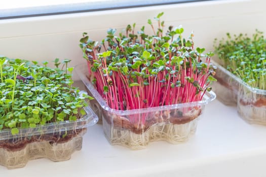 Freshly sprouted shoots of micro greens in the plastic containers on the jute mat. Placed on the windowsill in the balcony of the modern apartment