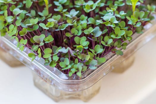 Freshly sprouted shoots of micro greens in the plastic container