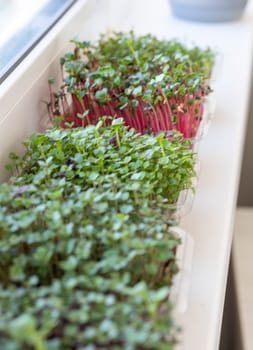 Freshly sprouted shoots of micro greens in the plastic containers on the jute mat. Placed on the windowsill in the balcony of the modern apartment