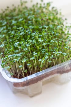 Freshly sprouted shoots of micro greens in the plastic container