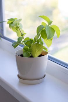 Aesthetic shot of the home pot plants on the windowsill of the modern apartment