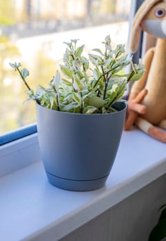 Aesthetic shot of the home pot plants on the windowsill of the modern apartment