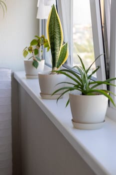 Aesthetic shot of the home pot plants on the windowsill of the modern apartment