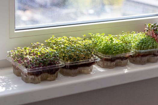 Freshly sprouted shoots of micro greens in the plastic containers on the jute mat. Placed on the windowsill in the balcony of the modern apartment