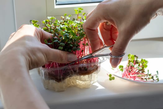Woman cuts of the micro greens in the plastic container