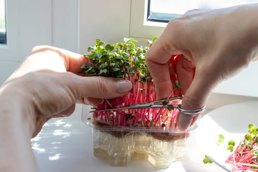 Woman cuts of the micro greens in the plastic container