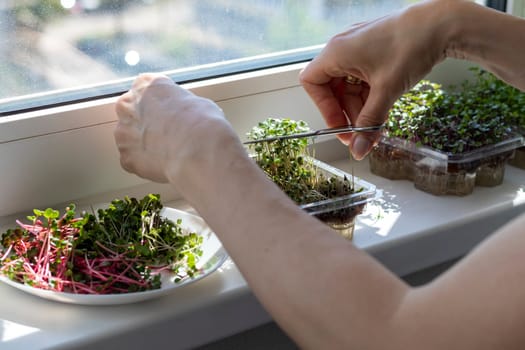 Woman cuts of the micro greens in the plastic container