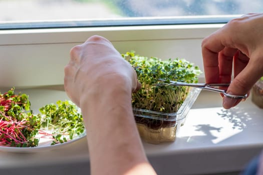 Woman cuts of the micro greens in the plastic container