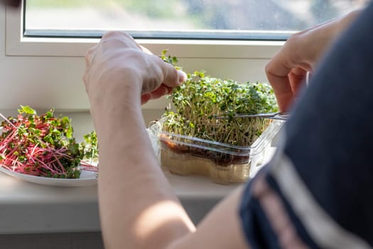 Woman cuts of the micro greens in the plastic container